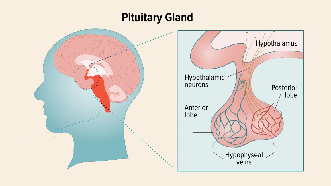 Pituitary Gland Diseases Symptoms Causes And Treatment Austra Health 